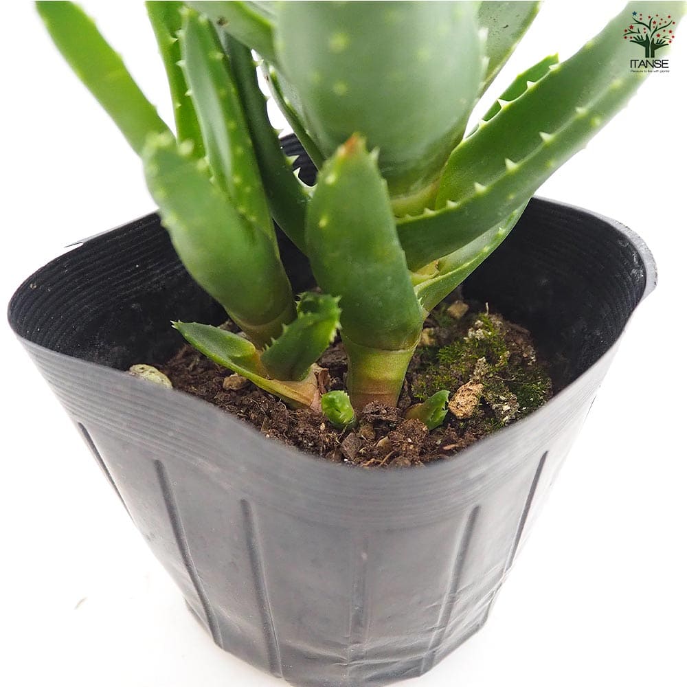 アロエ 不夜城 【多肉植物 3号】｜ 【植物のITANSE】全品送料