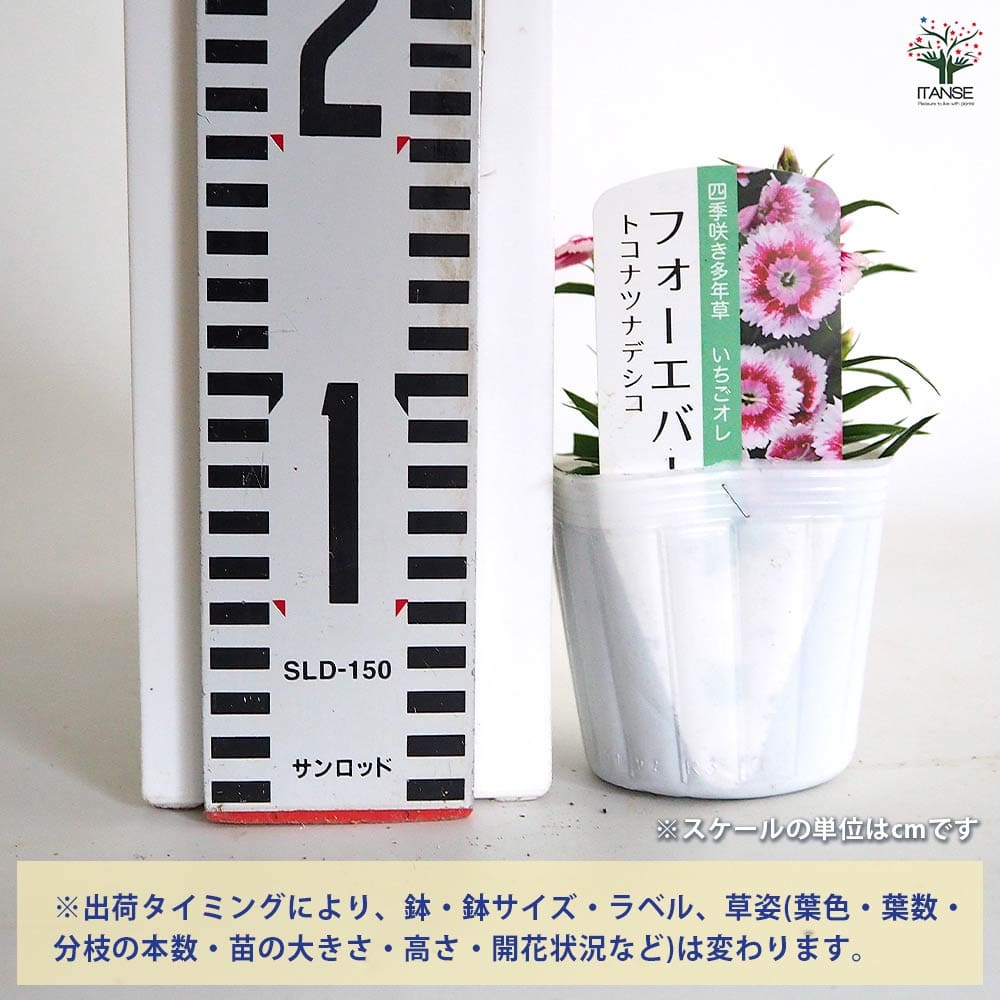 常夏ナデシコ フォーエバー いちごオレ 【花苗 3号】｜ 【植物の