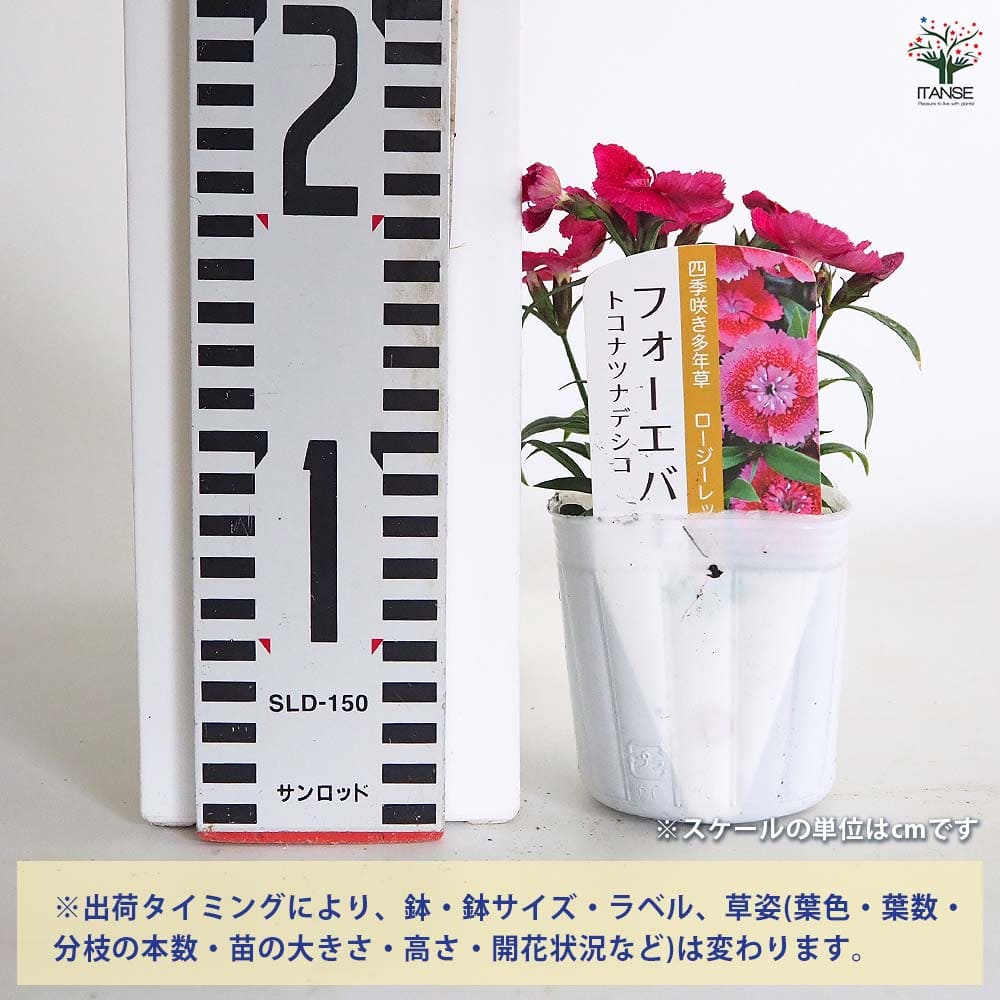 常夏ナデシコ フォーエバー ロージーレッド 【花苗 3号】｜ 【植物の