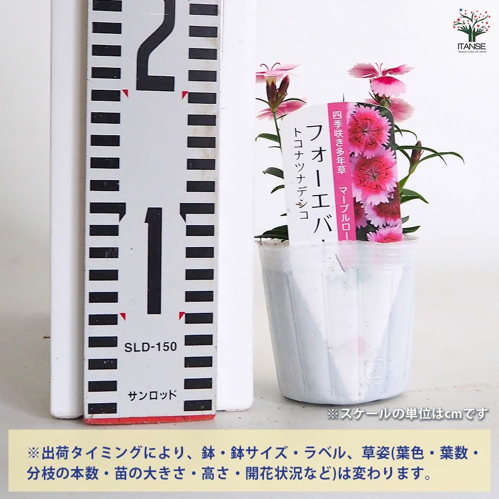 常夏ナデシコ フォーエバー マーブルローズ 【花苗 3号】｜ 【植物の