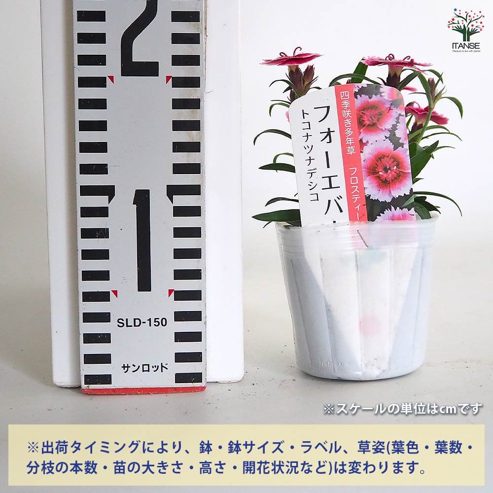 常夏ナデシコ フォーエバー フロスティーレッド 【花苗 3号】｜ 【植物