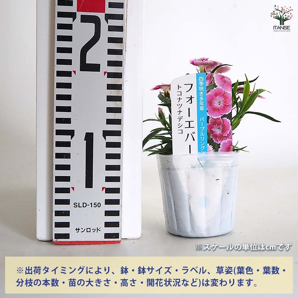 常夏ナデシコ フォーエバー パープルリングル 【花苗 3号】｜ 【植物の