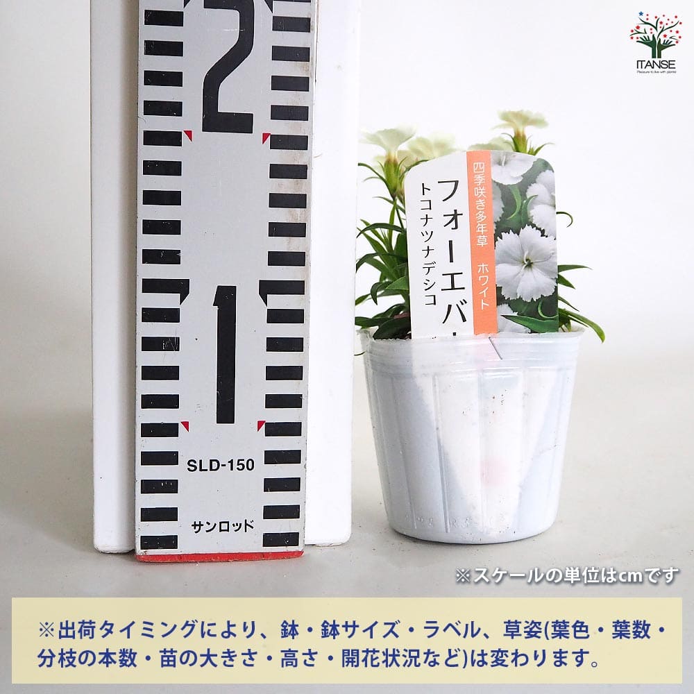 常夏ナデシコ フォーエバー ホワイト 【花苗 3号】｜ 【植物の