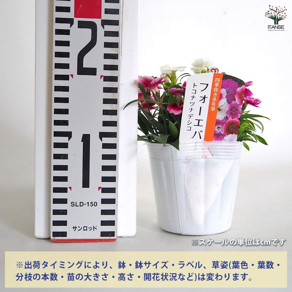 常夏ナデシコ フォーエバー 寄せ植え 【花苗 3.5号】｜ 【植物の