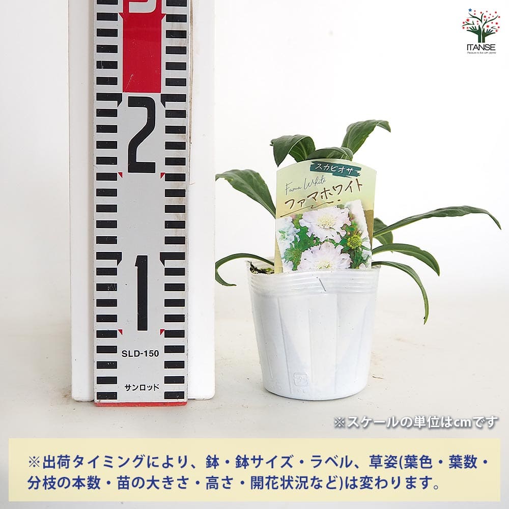 スカビオサ ファマ ホワイト 【花苗 3.5号】｜ 【植物のITANSE