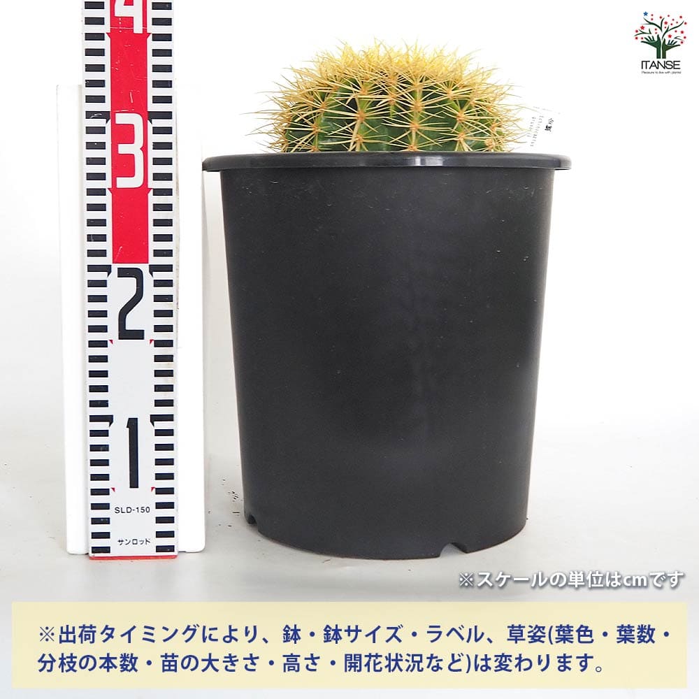 金鯱　8号 サボテン 金鯱(キンシャチ) 【多肉植物 8号／1個売り】｜ 【植物の