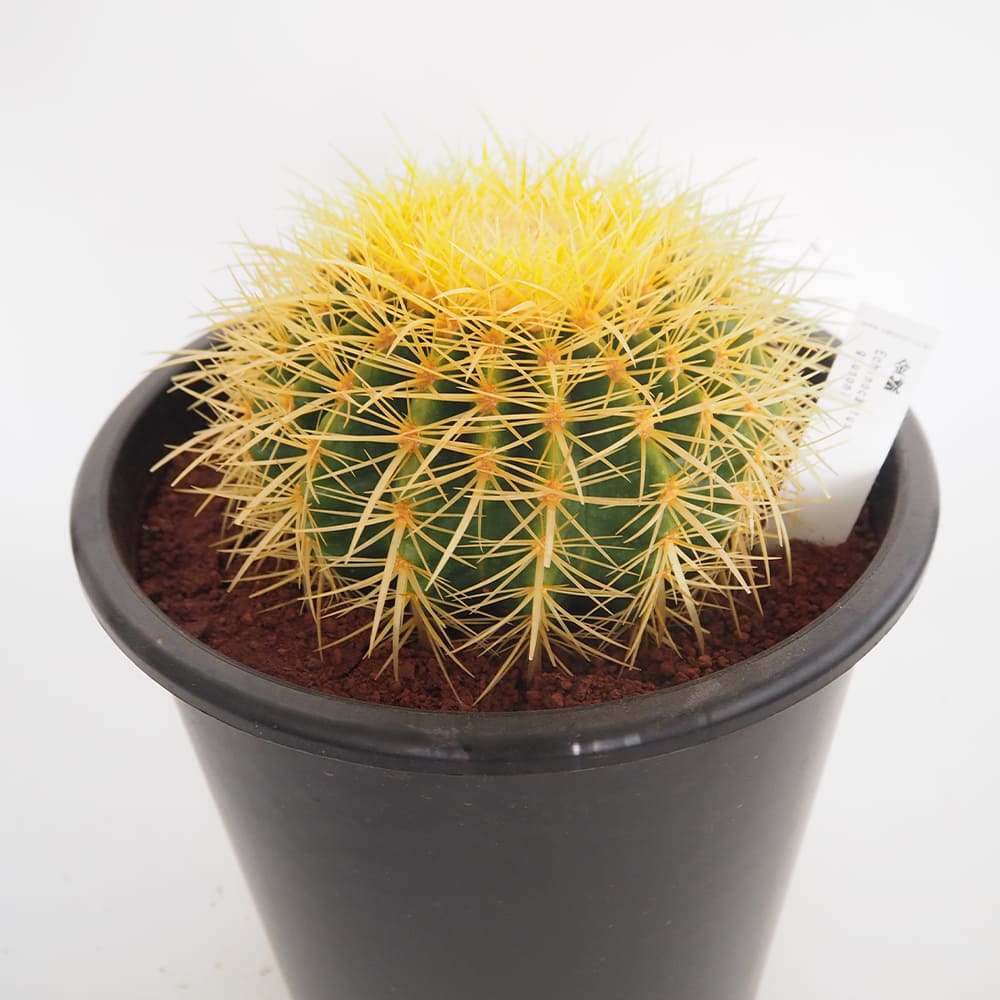サボテン 金鯱(キンシャチ) 【多肉植物 8号／1個売り】｜ 【植物の