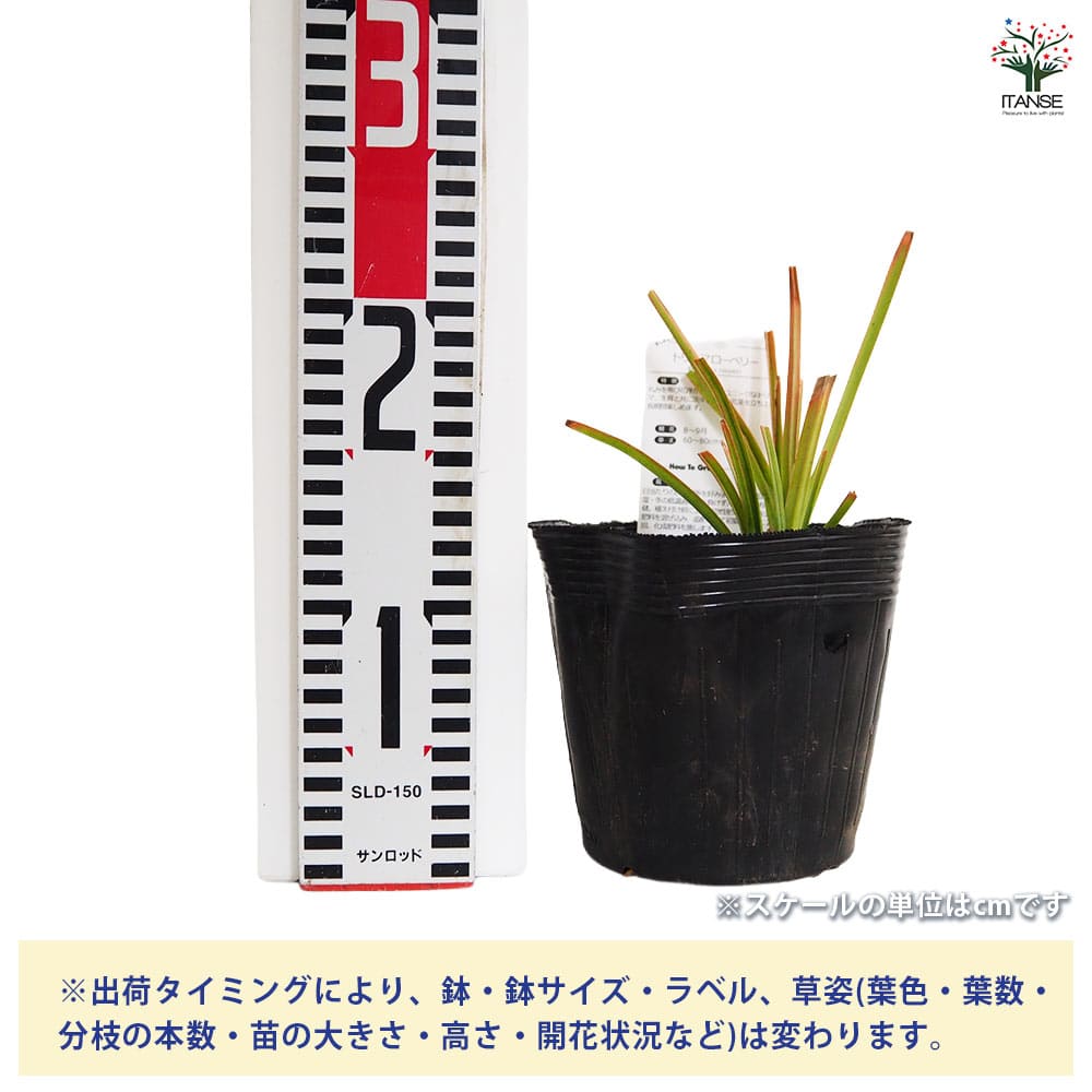 クニフォフィア(トリトマ) ローペリー 【花苗 4号／1個売り】｜ 【植物