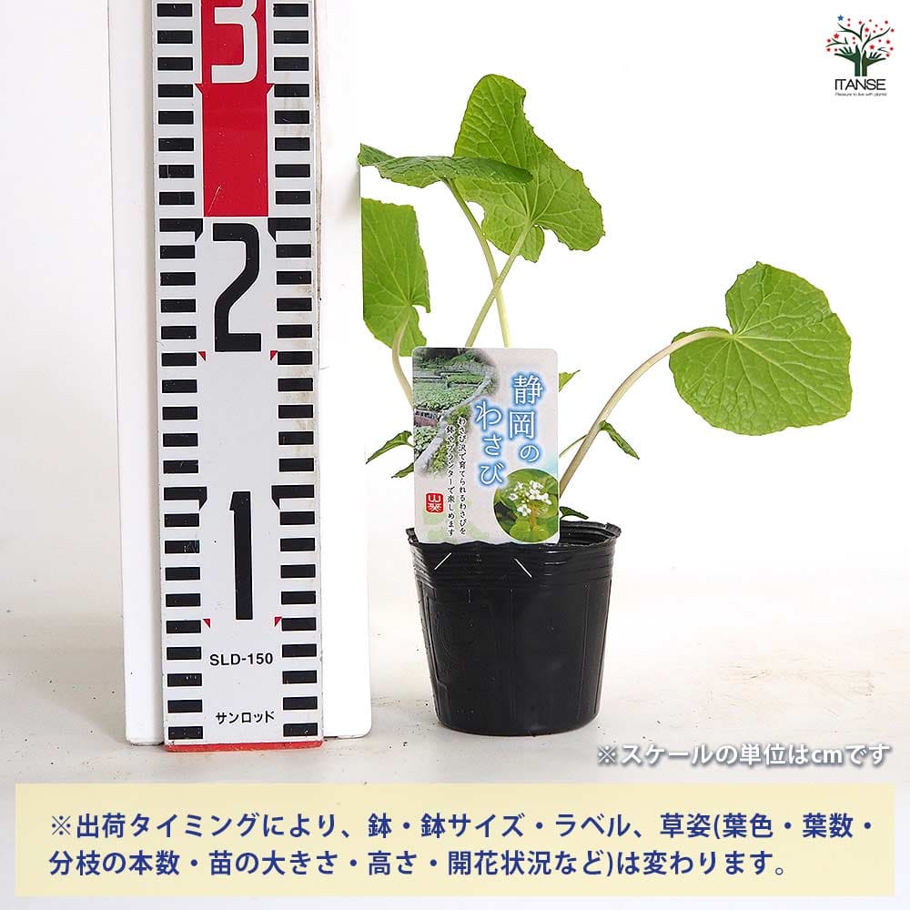 静岡県産　わさび苗　１００本　ワサビ　苗 静岡県の持続的なわさび産業振興」に関する連携協定の締結について