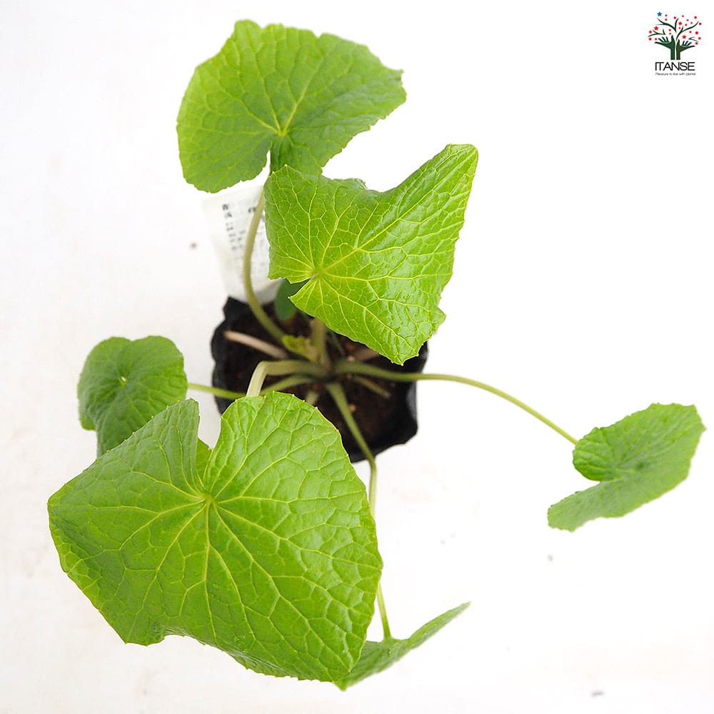 静岡のわさび 【野菜の苗 3号】｜ 【植物のITANSE】全品送料無料