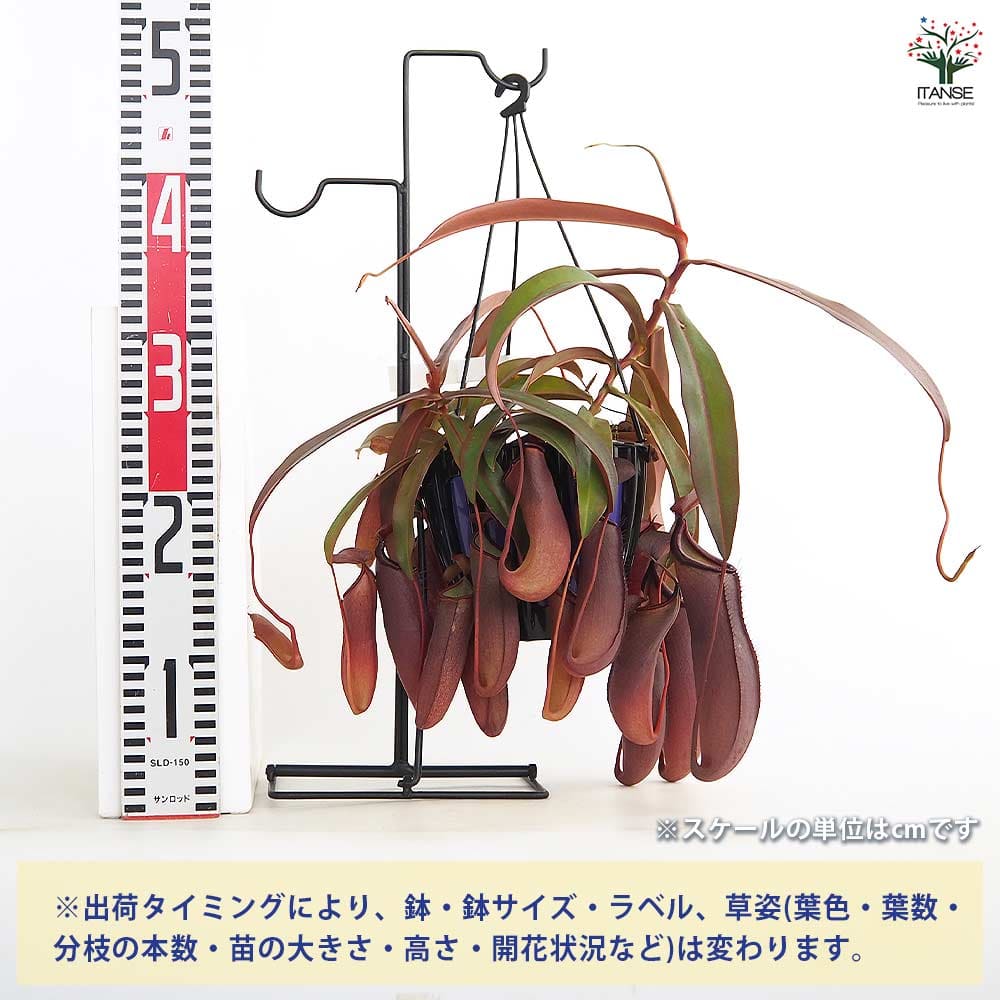 追加商品画像
