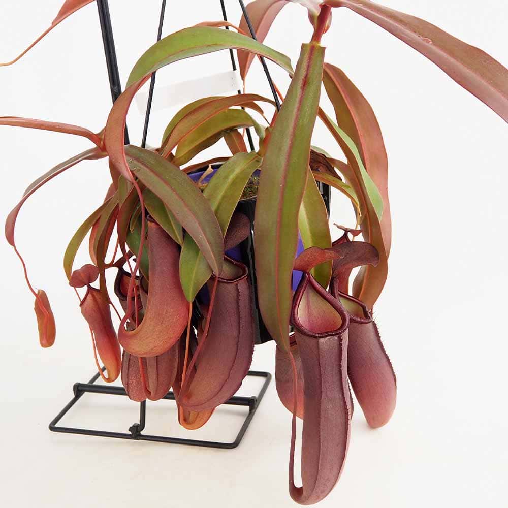 ネペンテス レベッカ 【観葉植物 5号／1個売り】