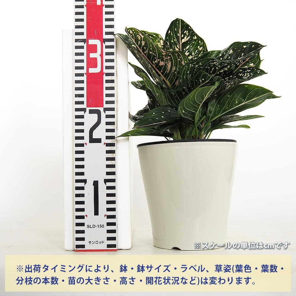 アグラオネマ トムズプライド 【観葉植物 5号／1個売り】｜ 【植物の