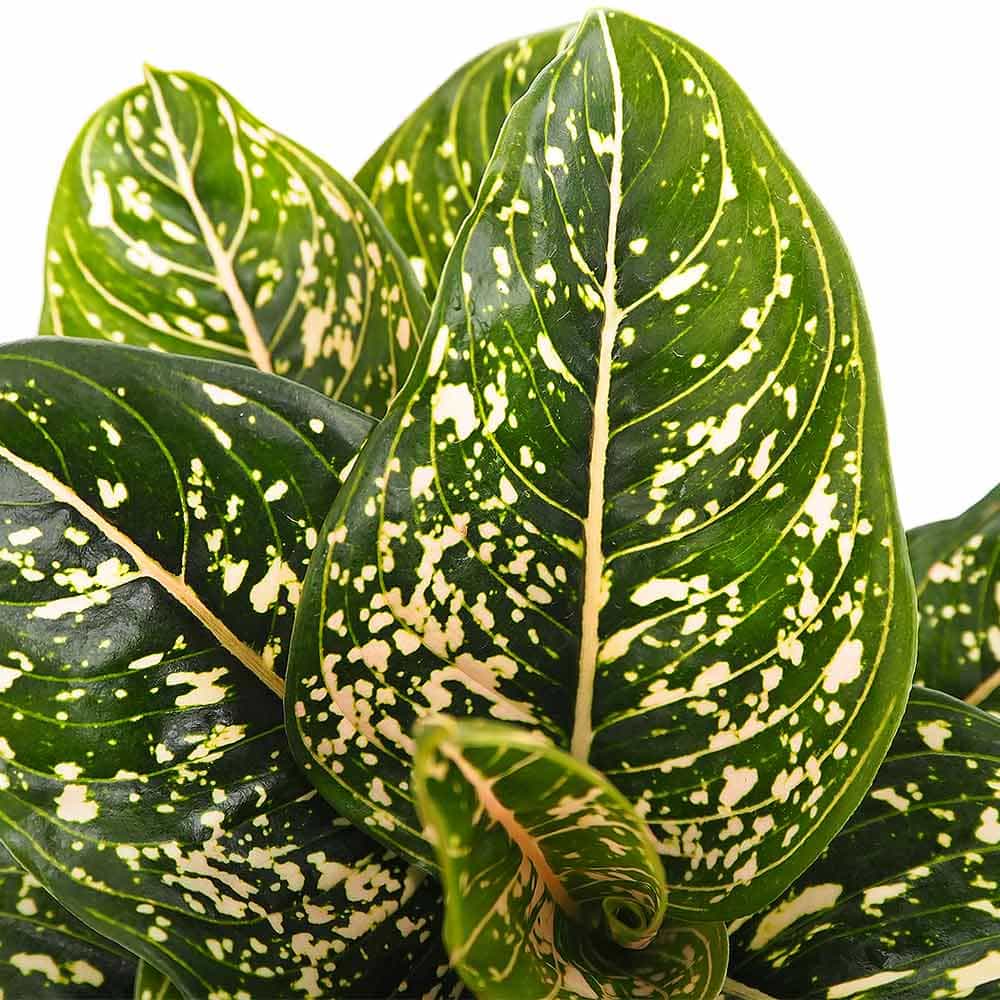 アグラオネマ トムズプライド 【観葉植物 5号／1個売り】｜ 【植物の