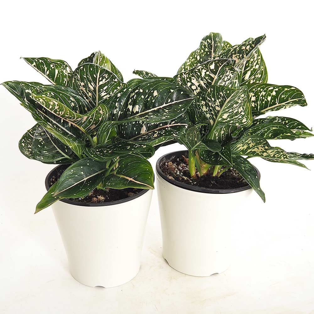 アグラオネマ トムズプライド 【観葉植物 5号／1個売り】｜ 【植物の