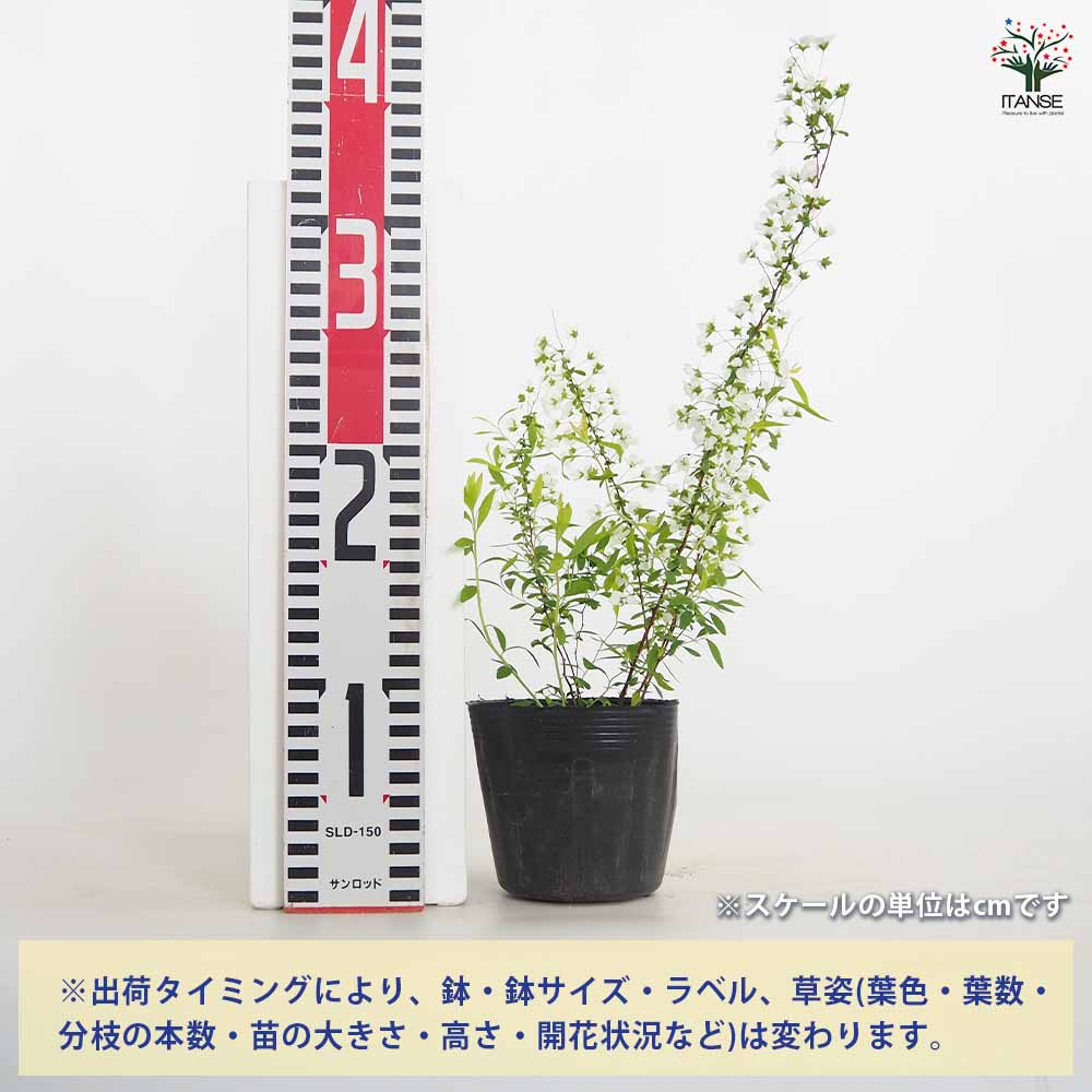 ユキヤナギ 【花木苗 3.5号】｜ 【植物のITANSE】全品送料無料