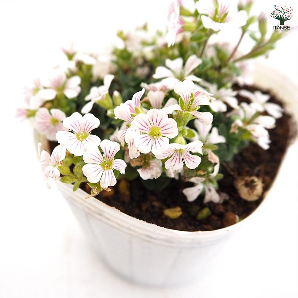 カーペットカスミソウ(セラスチオイデス) 【花苗 3号】｜ 【植物の