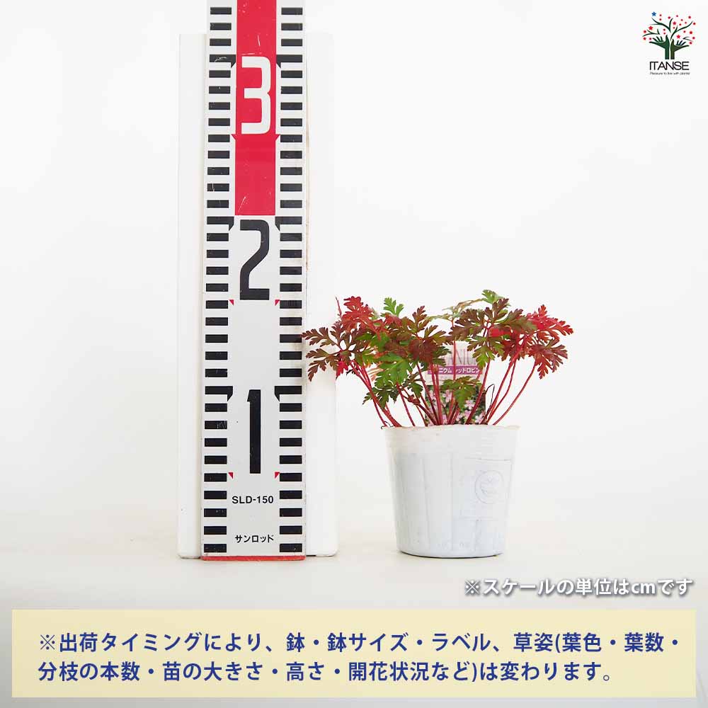 ゲラニウム レッドロビン 【花苗 3号】｜ 【植物のITANSE】全品