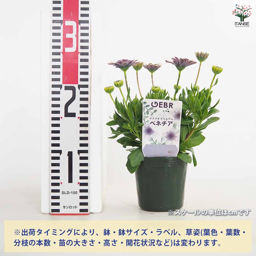 こむぎ様　確認用　オステオスペルマム　ベネチア オステオスペルマム ベネチア 【花苗 3.5号】｜ 【植物のITANSE