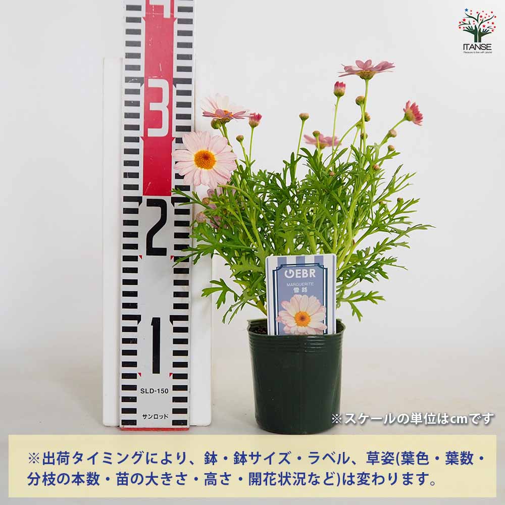 マーガレット 雪路 【花苗 3.5号】｜ 【植物のITANSE】全品送料
