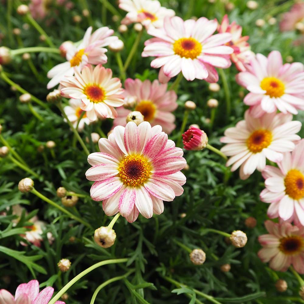 マーガレット 雪路 【花苗 3.5号】