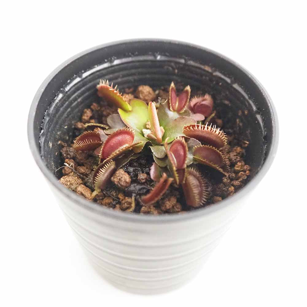 ハエトリソウ レッドピラニア 【観葉植物 2号】
