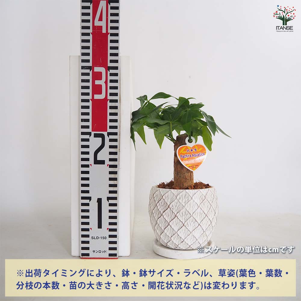 パキラ グラブラ メッシュ陶器鉢 受け皿付き 【観葉植物 4号