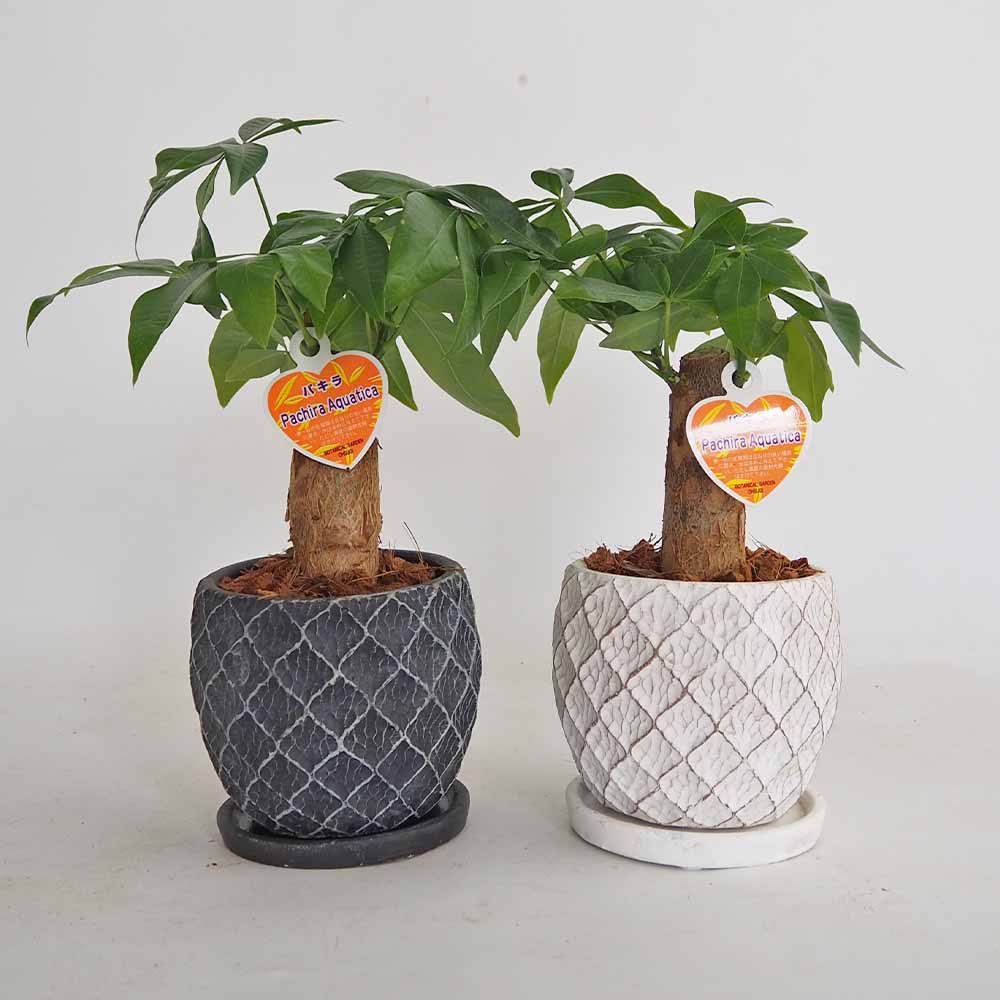 パキラ グラブラ メッシュ陶器鉢 受け皿付き 【観葉植物 4号