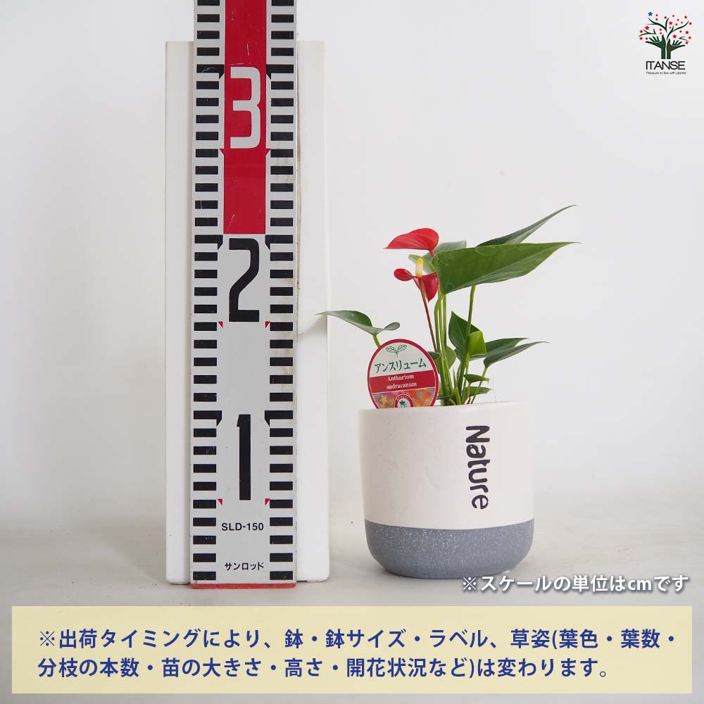 アンスリウム ツートン鉢 色見計らい 【観葉植物 4号】｜ 【植物の