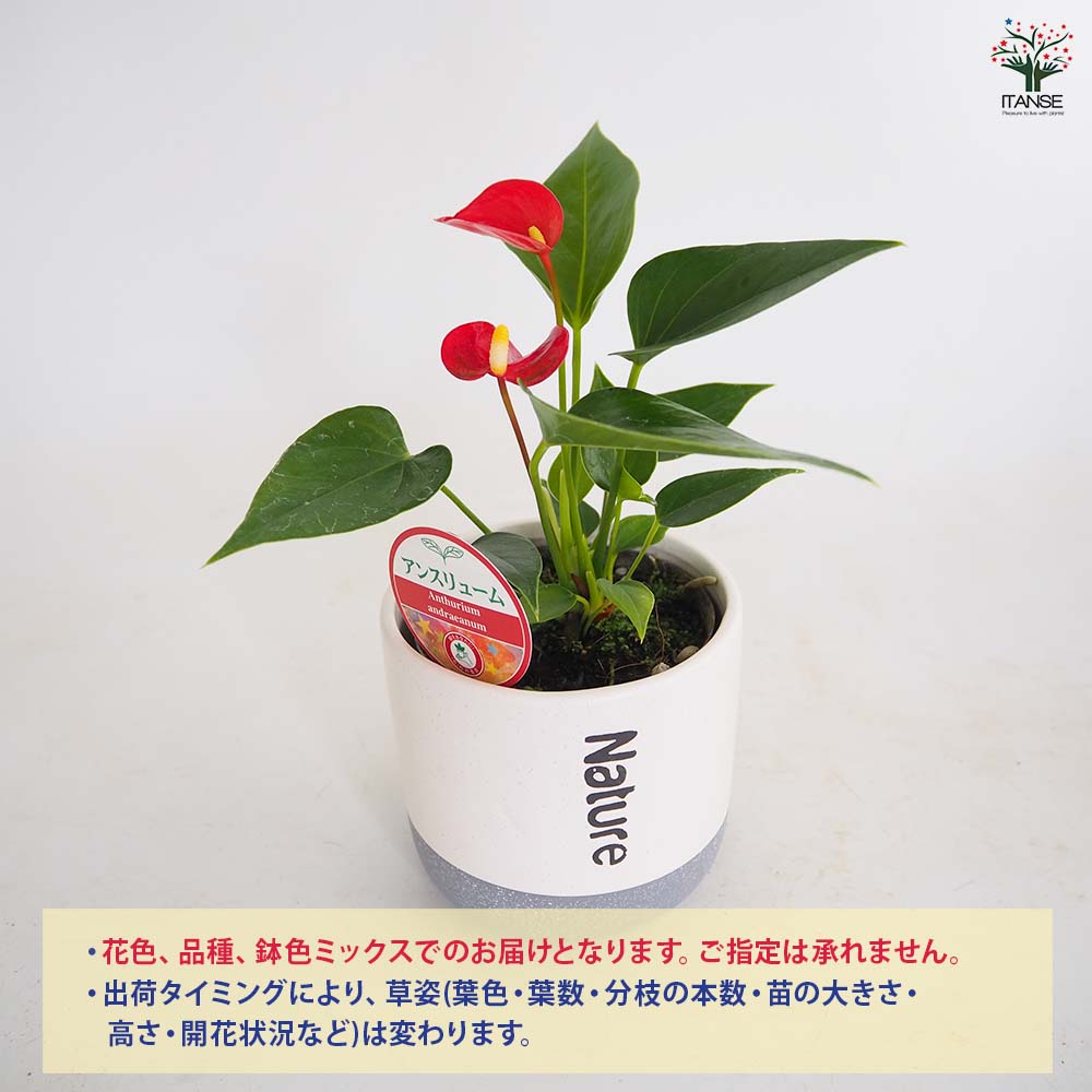 アンスリウム ツートン鉢 色見計らい 【観葉植物 4号】｜ 【植物の