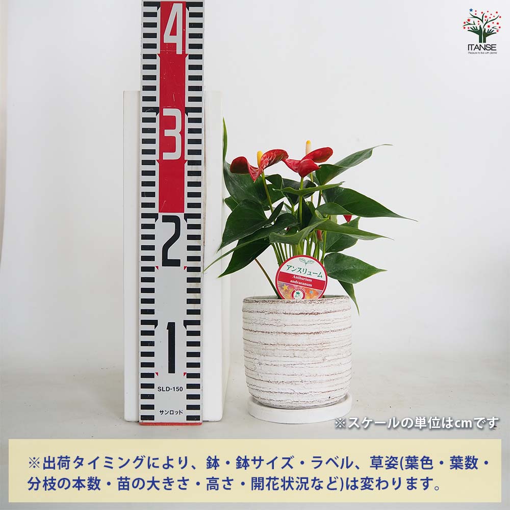 アンスリウム 利休鉢 色見計らい 【観葉植物 4号】｜ 【植物の