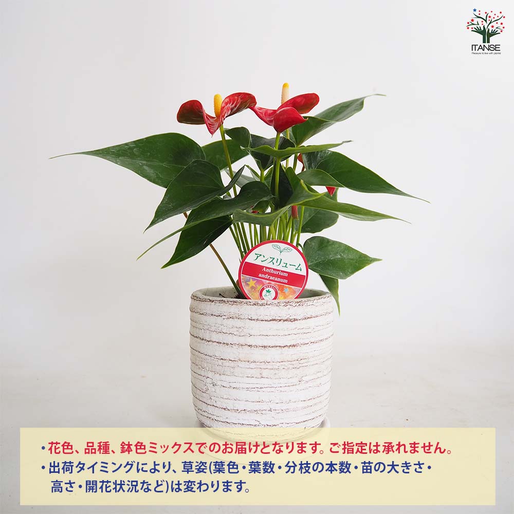 アンスリウム 利休鉢 色見計らい 【観葉植物 4号】｜ 【植物の