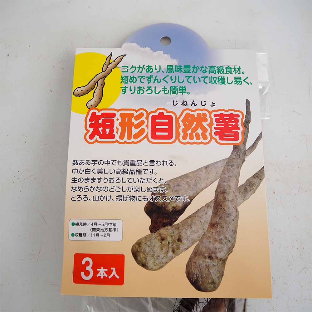 野菜球根 短形自然薯 【野菜の苗 3本】