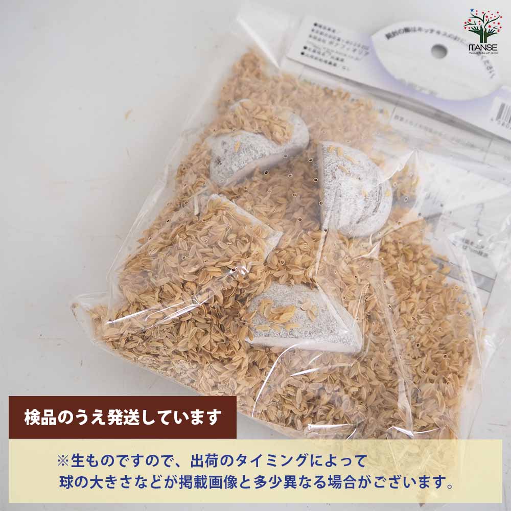 野菜球根 丹波のやまのいも(つくねいも) 【野菜の苗 4片】｜ 【植物の