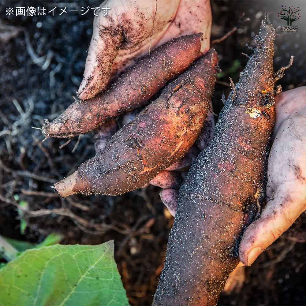 野菜球根 ヤーコン 【野菜の苗 2球】｜ 【植物のITANSE】全品
