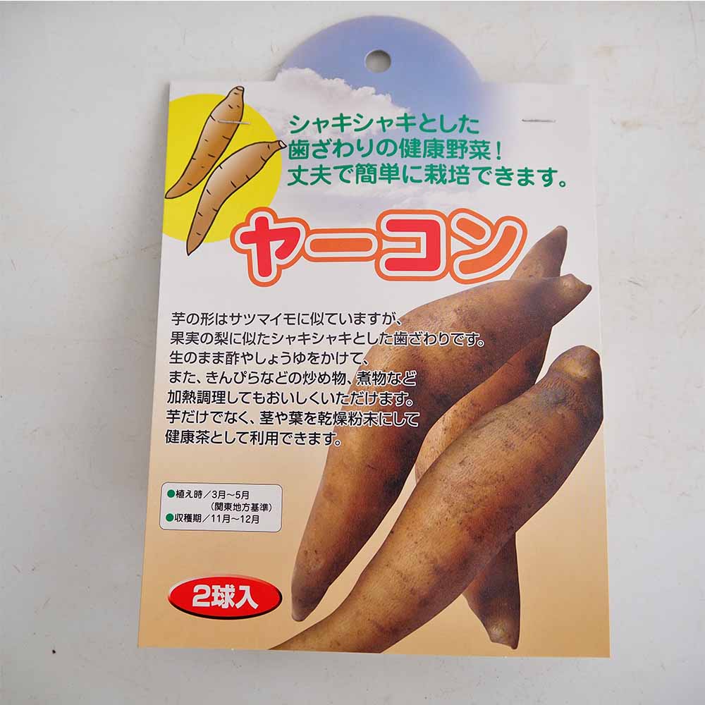 野菜球根 ヤーコン 【野菜の苗 2球】｜ 【植物のITANSE】全品
