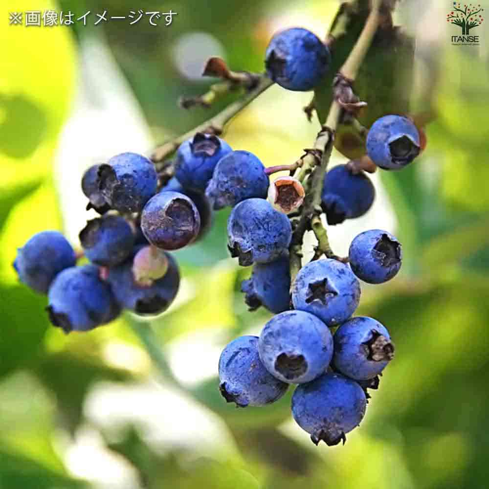 ブルーベリー ブライトウェル 【果樹の苗 3.5号】｜ 【植物の
