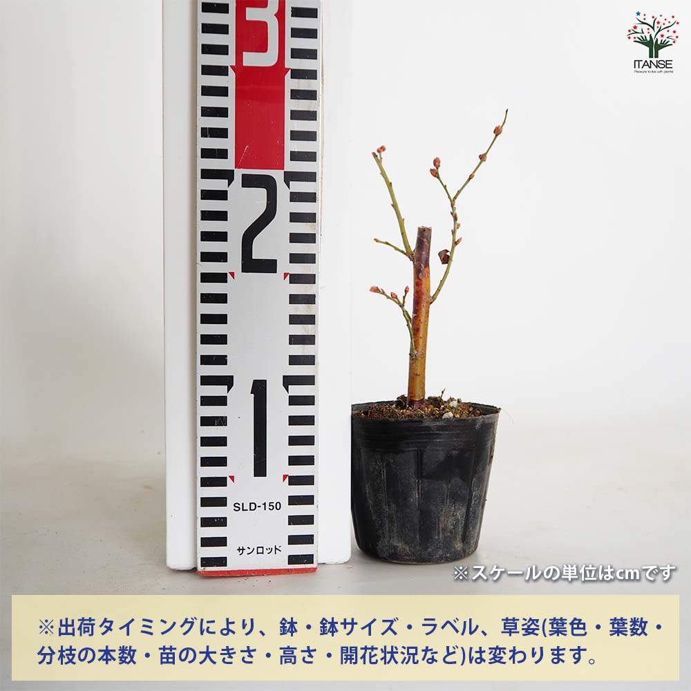 ブルーベリー プレミア 【果樹の苗 3.5号】｜ 【植物のITANSE