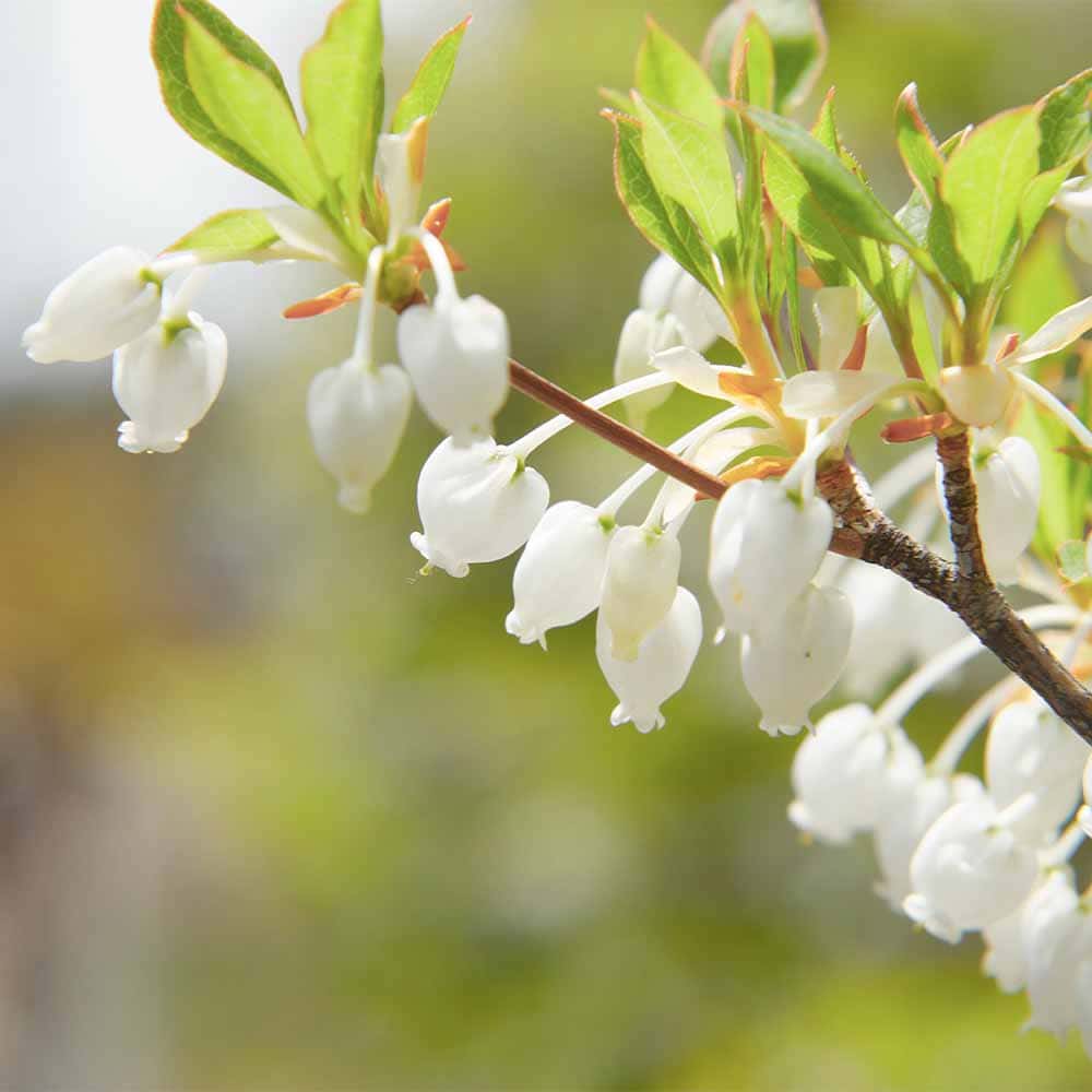 ドウダンツツジ 白花 【花木苗 5号／1個売り】｜ 【植物のITANSE