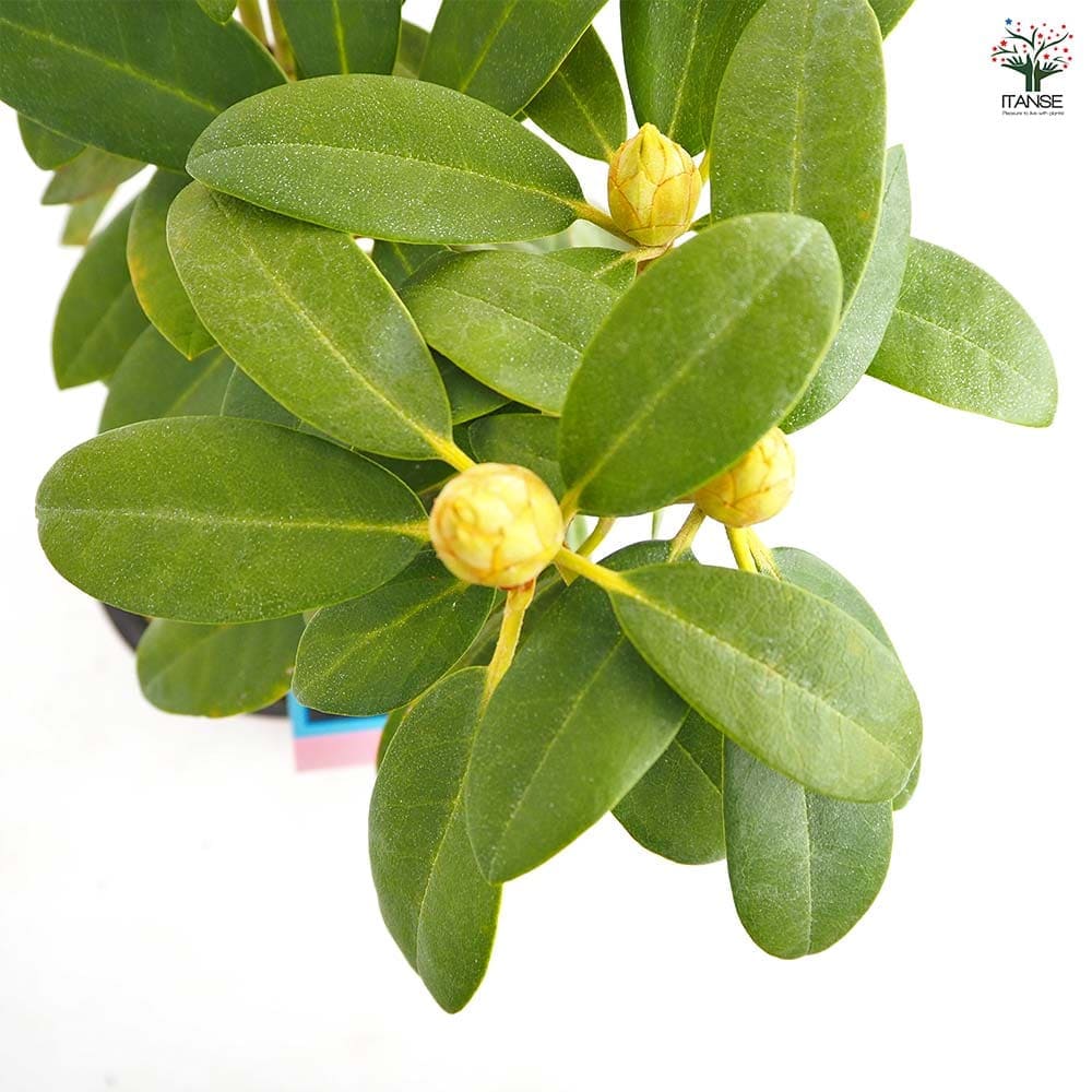 西洋シャクナゲ ドック 【花木苗 6号／1個売り】｜ 【植物の