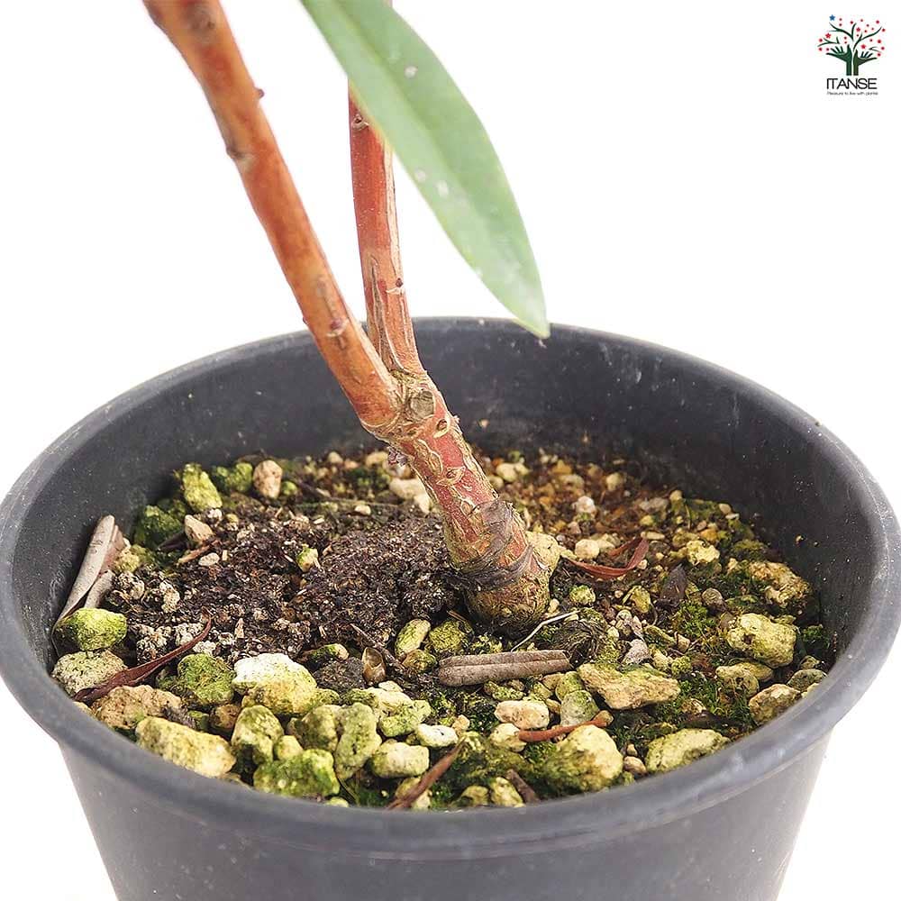 西洋シャクナゲ 桜狩 【花木苗 6号／1個売り】｜ 【植物のITANSE