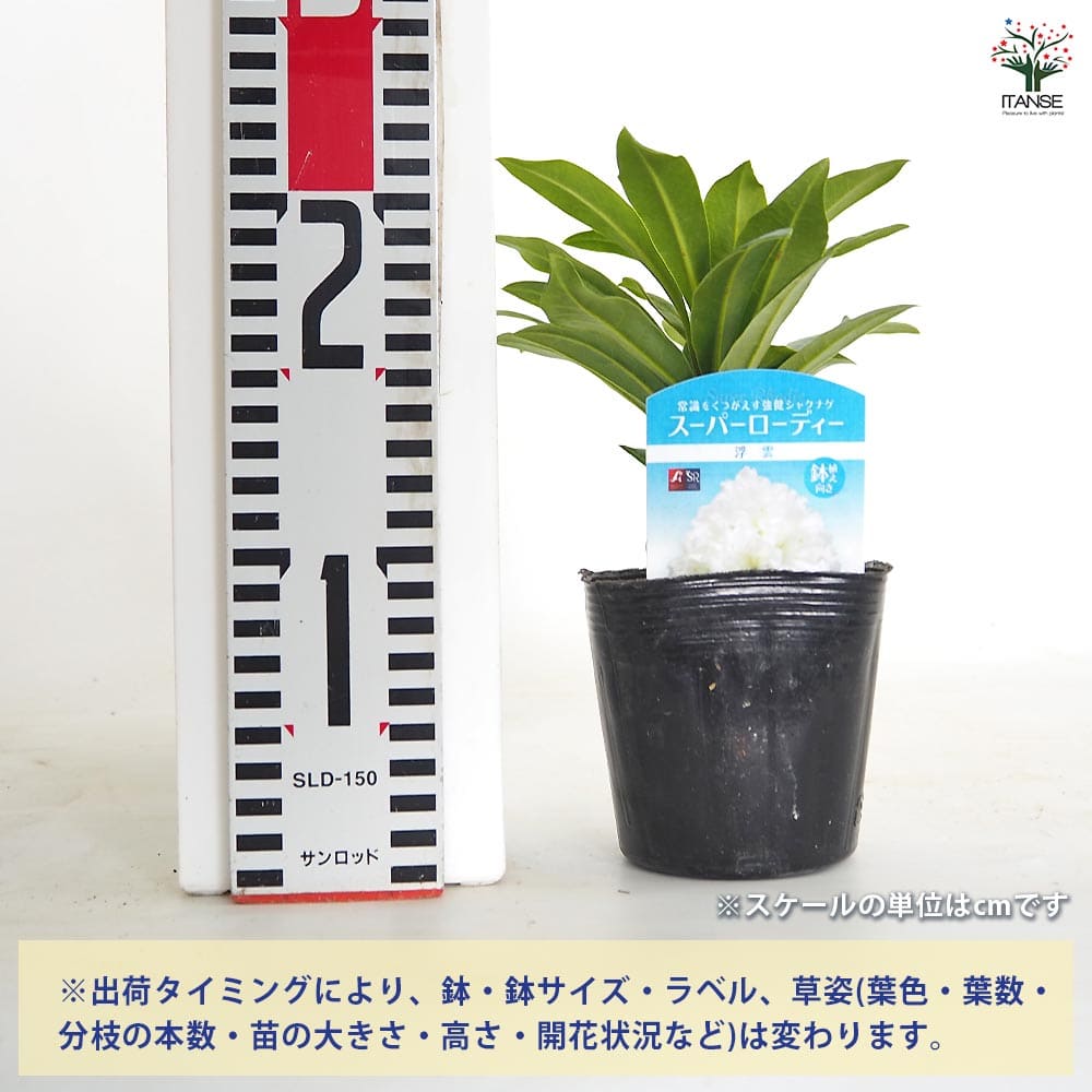 シャクナゲ スーパーローディー浮雲 【花木苗 3.5号】｜ 【植物の