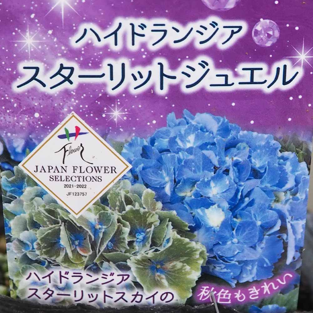 アジサイ／ハイドランジア｜【植物のITANSE】全品送料無料・即出荷!