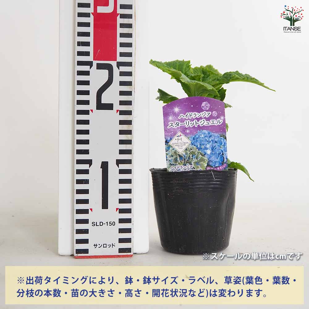 アジサイ スターリットスカイ ジュエル 【花木苗 3.5号】｜ 【植物の