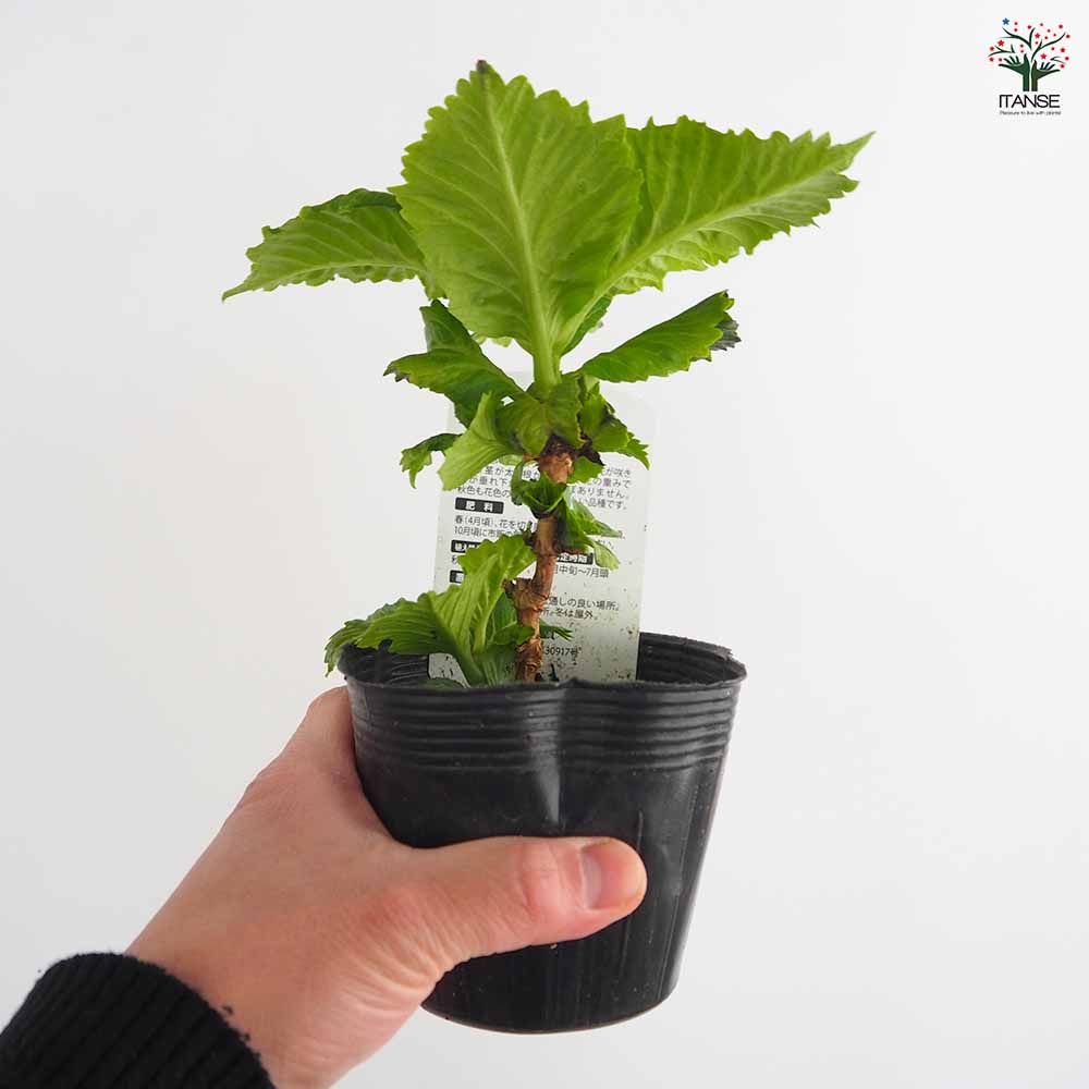 アジサイ スターリットスカイ ジュエル 【花木苗 3.5号】｜ 【植物の