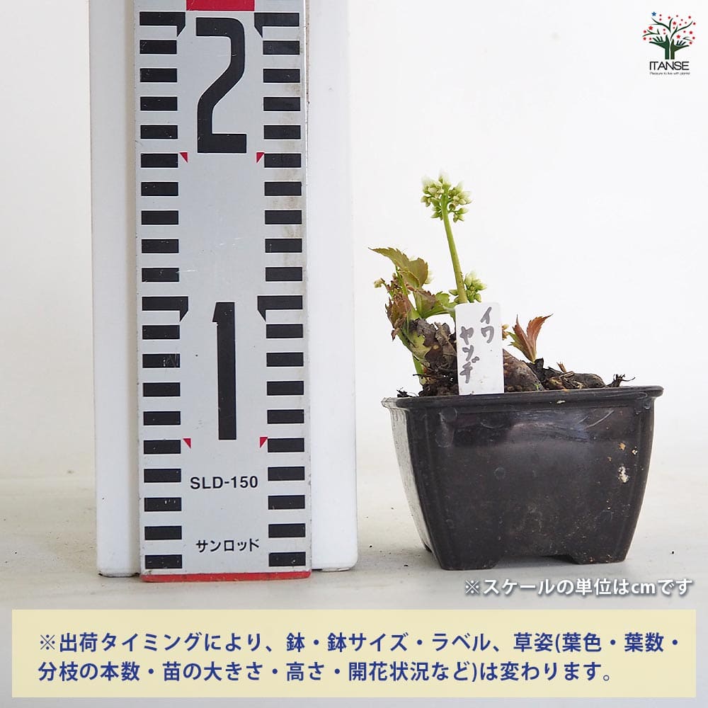 イワヤツデ 【花苗 3号】｜ 【植物のITANSE】全品送料無料・即出荷!