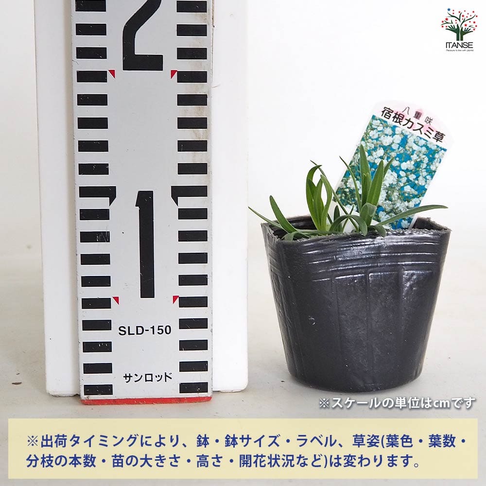 カスミソウ 白花八重 【花苗 3号】｜ 【植物のITANSE】全品送料