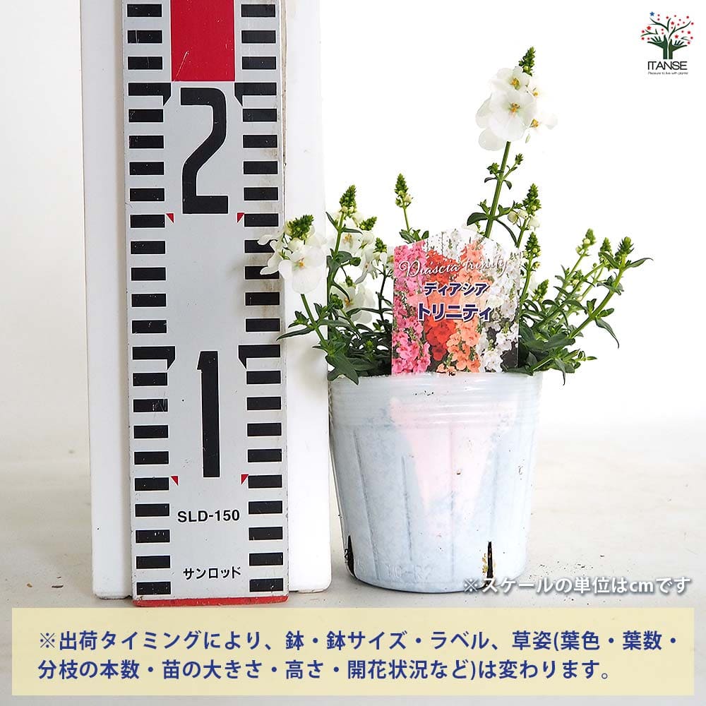 ディアスシア トリニティーサンセット白花 【花苗 3.5号】｜ 【植物の