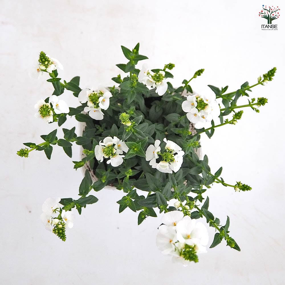 ディアスシア トリニティーサンセット白花 【花苗 3.5号】｜ 【植物の