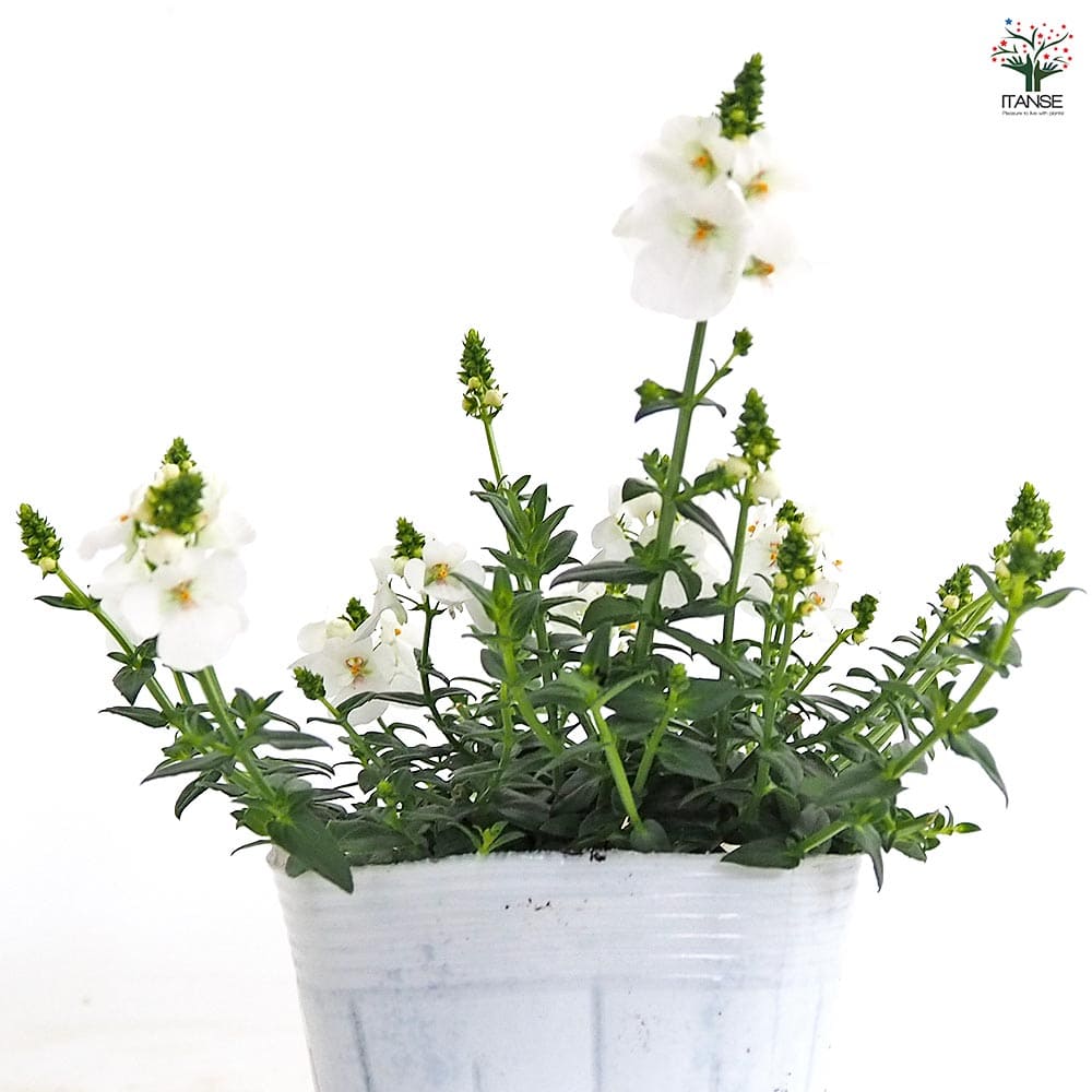 ディアスシア トリニティーサンセット白花 【花苗 3.5号】｜ 【植物の